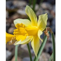 Narcissus pseudonarcissus Lobularis