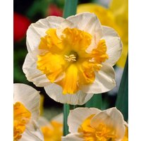 Butterfly Narcissus Collection