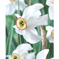 Narcissus poeticus var. 'recurvus'