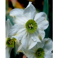 Narcissus 'Sinopel'