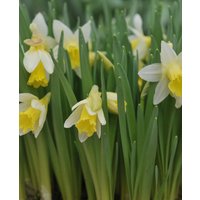 Large Trumpet Narcissus Collection