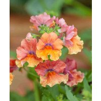 Nemesia Sunsatia Plus 'Papaya'
