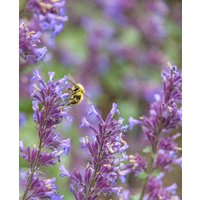 Aromatic Nepeta collection
