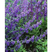 Nepeta x faassenii Six Hills Giant
