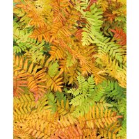 Osmunda regalis