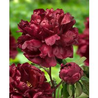 Paeonia lactiflora 'Francoise Ortegat'