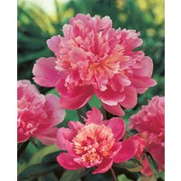 Paeonia lactiflora Edulis Superba