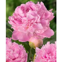 Paeonia lactiflora 'Mary Brand'