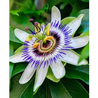 Passiflora caerulea