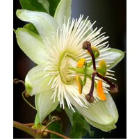 Passiflora caerulea Constance Elliott