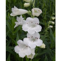 Penstemon 'Snowstorm'