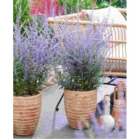 Perovskia atriplicifolia 'Prime Time'