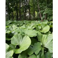 Petasites hybridus