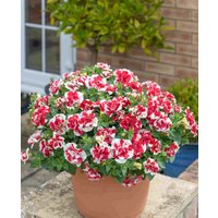Petunia Tumbelina Scarlet Ripple