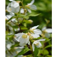 Philadelphus 'Dame Blanche'