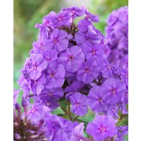 Phlox paniculata 'Amethyst'