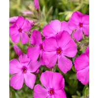 Phlox subulata 'Drummond Pink'