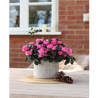 Azalea Pink Bush in Stone Pot