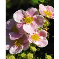 Potentilla fruticosa 'Pink Beauty'