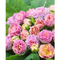 Primula Barnhaven (TM) Double Camaieu