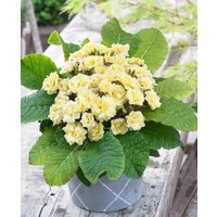Primula Barnhaven Double Creme du Tregor