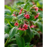 Pulmonaria rubra