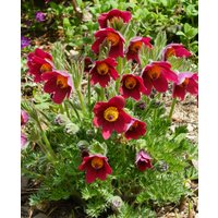 Pulsatilla vulgaris Red