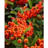 Pyracantha Orange Glow