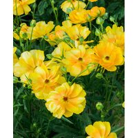 Ranunculus Butterfly 'Minerva'