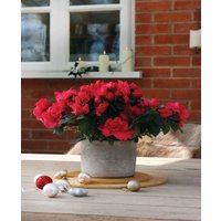 Zestful Azalea collection in Stone Pots