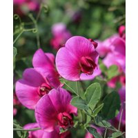 Lathyrus latifolius Red Pearl