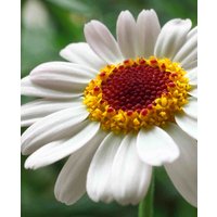 Rhodanthemum hosmariense 'Casablanca'