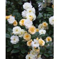 Rosa 'Ghislaine de Feligonde'