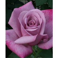 Rosa 'My Lovely Dad'