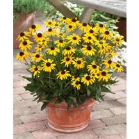 Rudbeckia f. 'Viette's Little Suzy'
