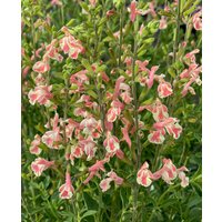 Salvia x jamensis 'Belle De Loire'