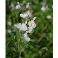 Salvia greggii 'Cool Cream'