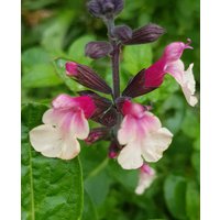 Salvia 'Cuello Cream Pink'