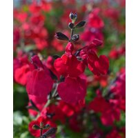Harmonious Salvia Collection