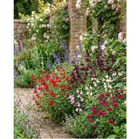 Salvia Select Mix