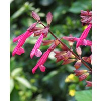 Bright and Bold Salvia Collection
