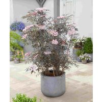 Sambucus nigra Black Lace