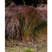 Schizachyrium scoparium 'Standing Ovation'