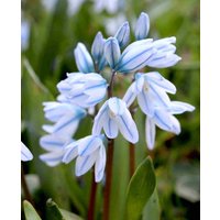 Scilla mischtschenkoana