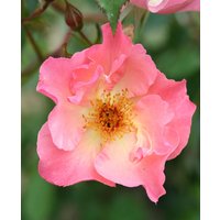 Rosa 'Summer Wine'