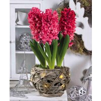 Rustic Illuminated Basket Hyacinth Jan Bos
