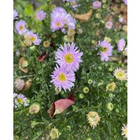Symphyotrichum novi belgii 'Fellowship'