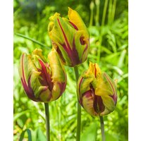 Ruffled Flames Tulip Parrot Collection