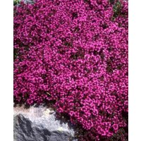 Tantalising Thymus Collection