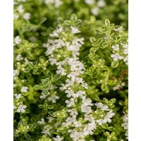 Thymus praecox 'Highland Cream'